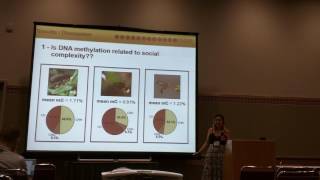 Araujo DNA methylation and the evolution of bee eusociality [upl. by Sarena]