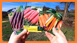 Karotten zwei mal im Jahr anbauen 🥕🥕 Karotten im Garten von der Aussaat bis zur Ernte  Freiland 🥕 [upl. by Eltsyek]