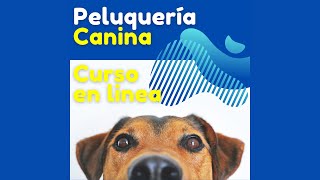 Curso de Peluquería Canina Online Clase 1 [upl. by Ateikan]