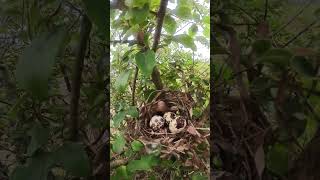 Egg Birds Hatchlings birdhome birds dovenest birdnest butterfly beautifulnest birdshelter [upl. by Seidnac]