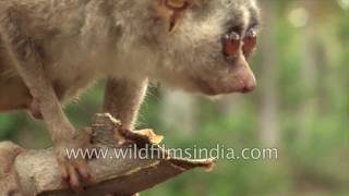 Rare creature of the night  Slender Loris in South India [upl. by Alohcin]