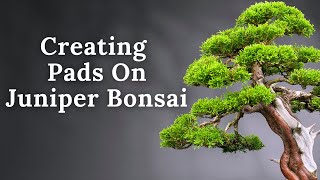 How To Create A Juniper Bonsai Pad [upl. by Beltran46]