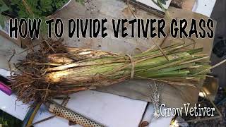 HOW TO DIVIDE VETIVER GRASS [upl. by Neeroc]