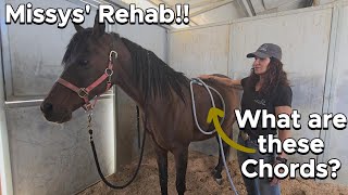 Missys Rehab PEMF Cranial Sacral and Masterson method for HORSES [upl. by Nylaf]