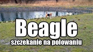 Beagle szczekanie i polowanie  trop wiewiórki [upl. by Ahsakal]