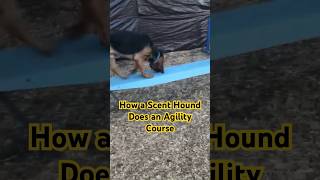 My bloodhound doing agility [upl. by Lrig]