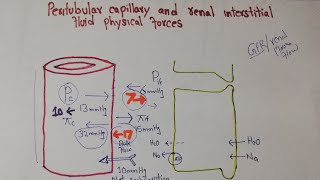 Renal system Lec 103  Peritubular Capillary Hydrostatic pressure  Colloid osmotic pressure [upl. by Ruzich]