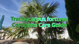 Trachycarpus fortunei Complete Care Guide [upl. by Vlada592]