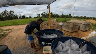 CHEGADA DE PEIXE NA MINHA PISCICULTURA [upl. by Halik424]