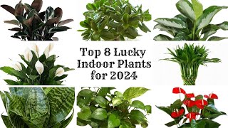 Top 8 Lucky Indoor Plants 2024  Feng Shui Plants for Positive Energy  Lucky Houseplants [upl. by Siobhan]