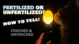 How to tell apart fertilized amp unfertilized chicken eggs with amp without cracking [upl. by Philcox]