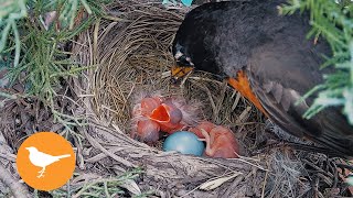 Robin Gives up Trying to Feed Struggling Baby Chicks [upl. by Lepine]