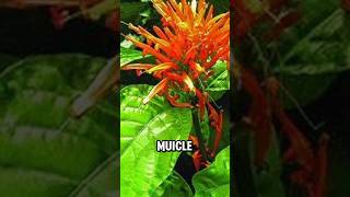 Planta De MUICLE y Sus Beneficios Medicinales 🌿shortvideo shortsvideo shorts short plants [upl. by Aerbas406]