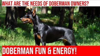 Energy Level of Doberman Pinschers A Guide [upl. by Shuman]