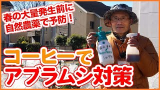 家庭菜園や農園でアブラムシをコーヒーで撃退！春野菜栽培でアブラムシが大量発生する前に自然農薬の害虫対策を徹底解説！ Pest control with coffee [upl. by Harvie]