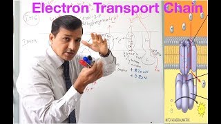 Electron Transport Chain  A Detailed Review [upl. by Innor859]