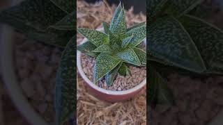 Gasteria LizardTail Succulentwith baby [upl. by Eyatnod]