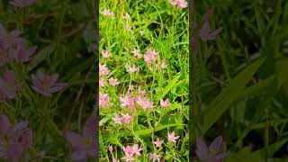 Flowers of our South Norfolk fields  Centaury [upl. by Nnyltiak]