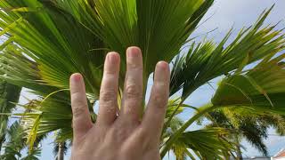 Pritchardia thurstonii  A Nice Fast Growing Fan Palm From Polynesia [upl. by Ultun934]