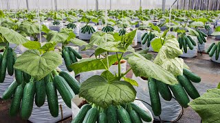 How To Grow 69 Millions Of Cucumbers In Greenhouse And Harvest  Modern Agriculture Technology [upl. by Rento]