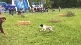 Gundog Scurry 2016 [upl. by Alidis]