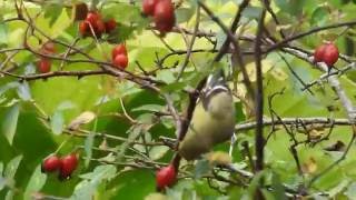 Chardonnerets jaunes buvant de leau sur les feuilles [upl. by Nissensohn514]