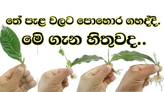 tea pela pohora yedimaතේ පැළ පොහොර යෙදීම [upl. by Pitarys]