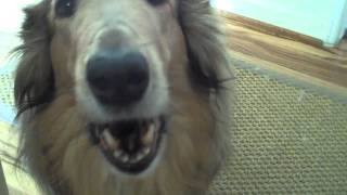 Lady the Collie Likes to Talk [upl. by Navy]