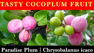 Cocoplum Fruit Plant  Chrysobalanus icaco  Paradise Plum [upl. by Laenaj]