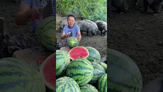 Pig Farming Tips Feeding Pigs with Watermelonfarming cute videoshort satisfying funny video [upl. by Onil902]