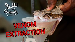 Zoologist Explains Snake Venom  Poisonous vs Venomous amp How Venom Kills [upl. by Odette]