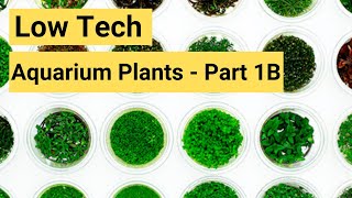 Low Tech Aquarium Plants For Your Planted Aquarium  2019 Part 1B [upl. by Atimad]