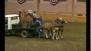 Runaway at Draft Horse Pull [upl. by Borman]