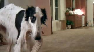 Borzoi goes crazy playing [upl. by Yks]