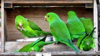 Periquitos verdes no comedouro  Brotogeris Tirica Plain Parakeet [upl. by Kalagher869]