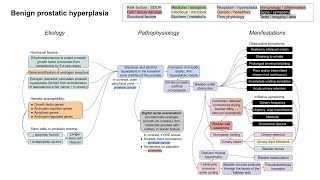 Benign prostatic hyperplasia BPH mechanism of disease [upl. by Rostand]