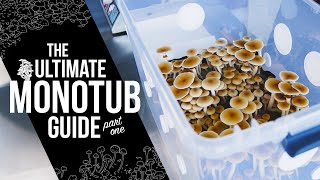 How to Build a Monotub  StepbyStep DIY Guide for Indoor Mushroom Growing  Monotub Tek  Part 1 [upl. by Yrehc]