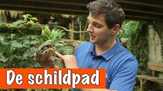 Alles over de waterschildpad 🐢  DierenpraatTV [upl. by Elane]