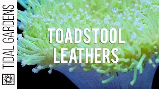 Sarcophyton Toadstool Leather Corals [upl. by Edythe578]