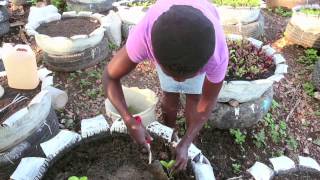 Haiti Urban Agriculture [upl. by Courtland]