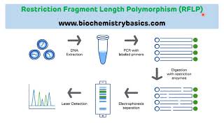 Introduction to Restriction Fragment Length Polymorphism RFLP  RFLP [upl. by Adimra]