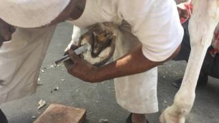 Farrier  Artisans of India rajasthan [upl. by Nerraf]