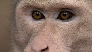 30 Minutes of Incredible Primate Moments [upl. by Irvin]