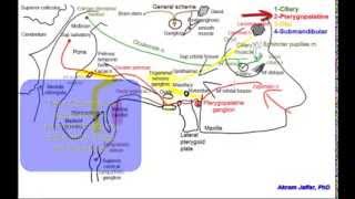 Cranial parasympathetic ganglia [upl. by Ldnek846]