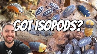 I GOT MORE ISOPODS FULL COLLECTION TOUR 36 SPECIES [upl. by Stclair844]