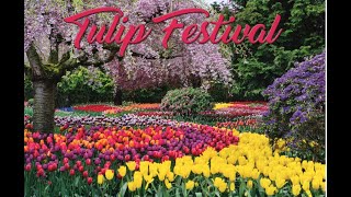 Tulip Festival in Mt Vernon Washington [upl. by Latsyek]