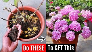 I do THIS to increase flowering on Hydrangea it FIXES all problems ✔️ [upl. by Nitram259]