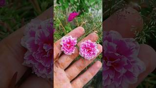 How to Pollinate Portulika Flowers 🟣⚪🌸 trending mossrose portulacaflower viralshorts plant [upl. by Llevaj610]