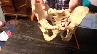 Articulated pelvis  easiest presentation [upl. by Akinal]