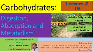 Lecture16Part1 CarbohydratesDigestion Absorption and MetabolismLecture Series in Nutrition [upl. by Aleafar]